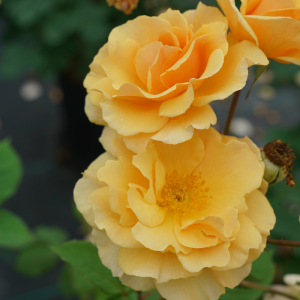 Rise Up Amberness? Climbing Rose