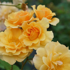 Rise Up Amberness? Climbing Rose