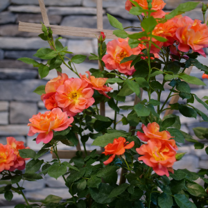 Rise Up Emberays? Climbing Rose