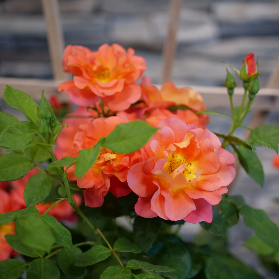 Rise Up Emberays? Climbing Rose