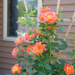 Rise Up Emberays? Climbing Rose