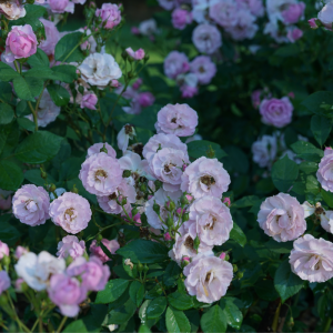 Rise Up Lilac Days? Climbing Rose