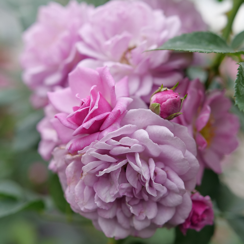 Rise Up Lilac Days? Climbing Rose