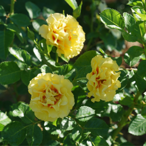 Rise Up? Ringo? Climbing Rose
