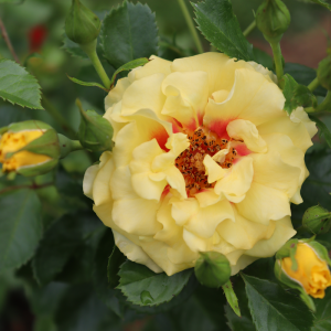 Rise Up? Ringo? Climbing Rose