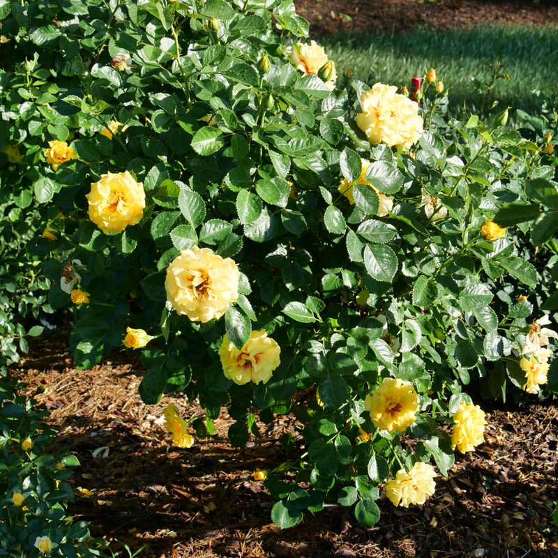 Rise Up? Ringo? Climbing Rose