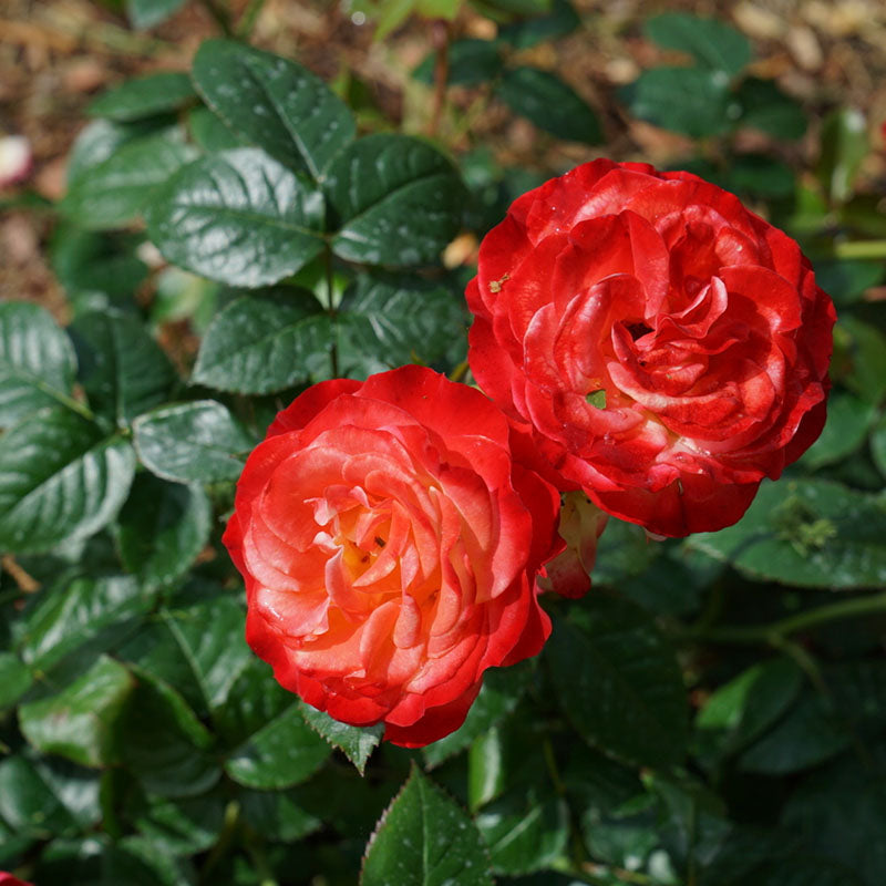 Oso Easy En Fuego? Rose