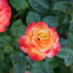 Oso Easy En Fuego? Rose