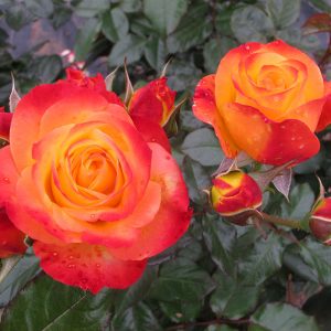 Oso Easy En Fuego? Rose