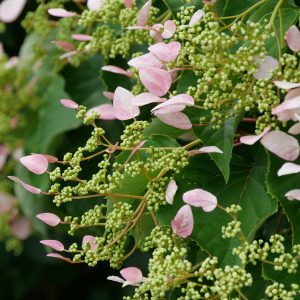 Rose Sensation? False Hydrangea Vine