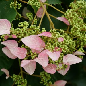 Rose Sensation? False Hydrangea Vine
