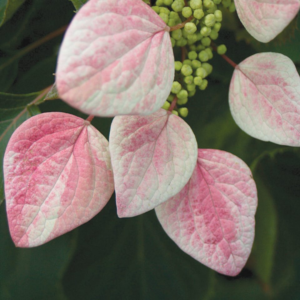 Rose Sensation? False Hydrangea Vine
