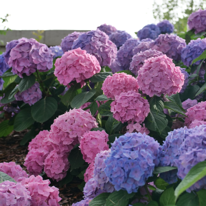 Let’s Dance Sky View? Bigleaf Hydrangea