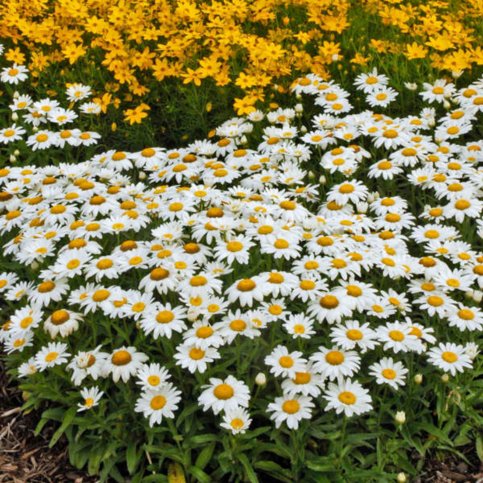 'Snowcap' Shasta Daisy