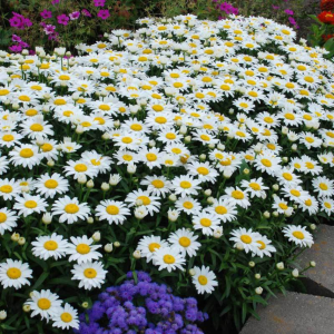‘Snowcap’ Shasta Daisy