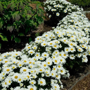 ‘Snowcap’ Shasta Daisy