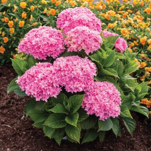 Starfield? Bigleaf Hydrangea