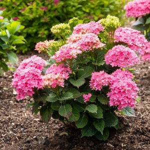 Starfield? Bigleaf Hydrangea