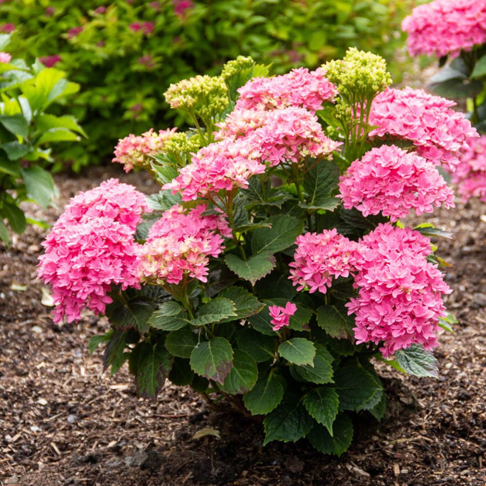 Starfield? Bigleaf Hydrangea