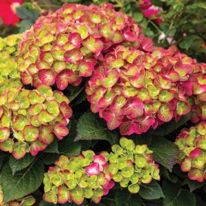 Tilt-A-Swirl? Bigleaf Hydrangea