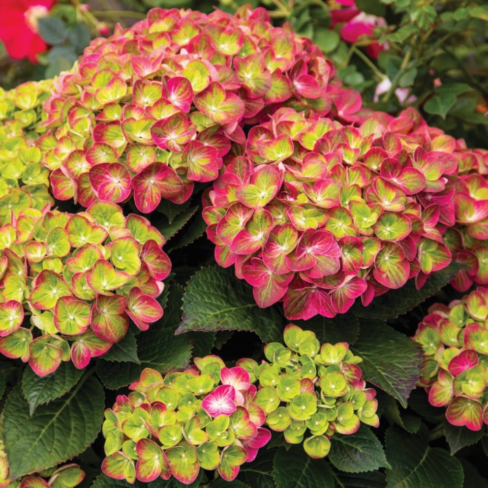 Tilt-A-Swirl? Bigleaf Hydrangea