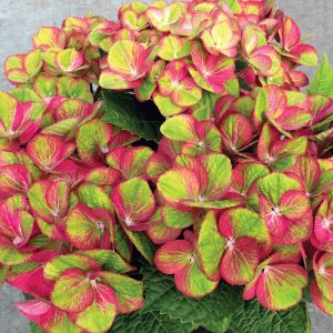 Tilt-A-Swirl? Bigleaf Hydrangea