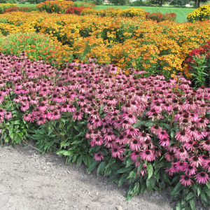 ‘Purple Emperor’ Coneflower