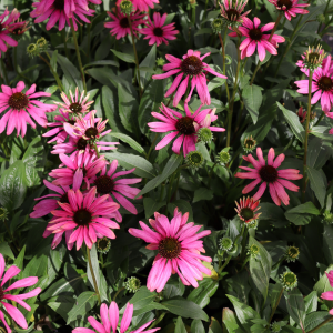 ‘Purple Emperor’ Coneflower