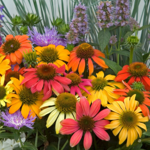 ‘Cheyenne Spirit’ Coneflower