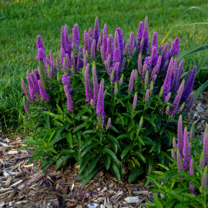 Magic Show? ‘Purple Illusion’ Spike Speedwell