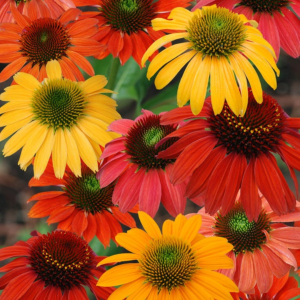 ‘Cheyenne Spirit’ Coneflower
