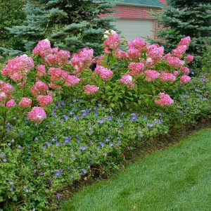 Vanilla Strawberry? Panicle Hydrangea