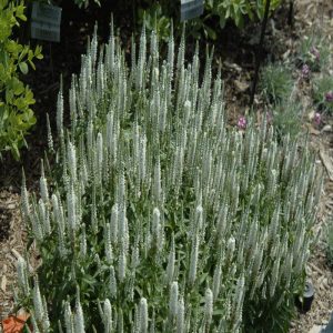 Magic Show? ‘White Wands’ Spike Speedwell