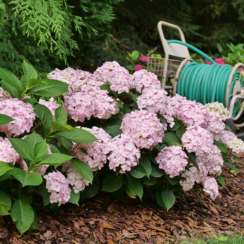 Wee Bit Innocent? Bigleaf Hydrangea
