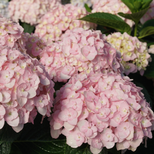 Wee Bit Innocent? Bigleaf Hydrangea