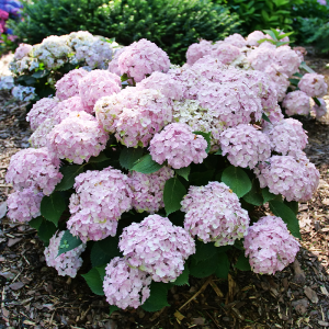 Wee Bit Innocent? Bigleaf Hydrangea