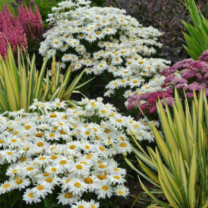 ‘Whoops-A-Daisy’ Shasta Daisy
