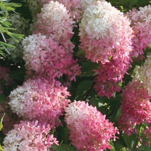 Zinfin Doll? Panicle Hydrangea – DISCONTINUED