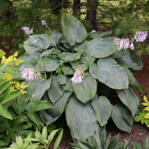 Shadowland? ‘Empress Wu’ Hosta