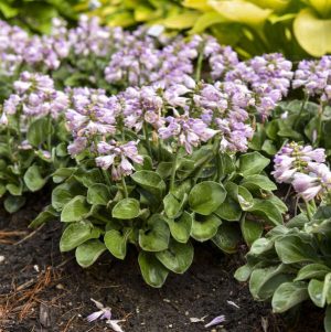 ‘Blue Mouse Ears’ Hosta