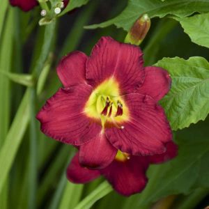 ‘Pardon Me’ Daylily