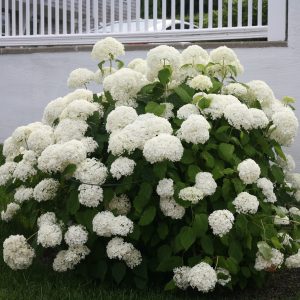 ‘Annabelle’ Smooth Hydrangea – DISCONTINUED