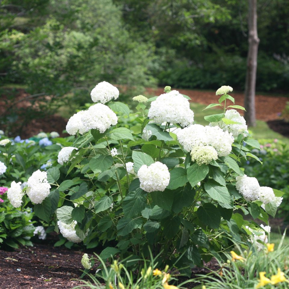 'Annabelle' Smooth Hydrangea - DISCONTINUED