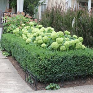 ‘Annabelle’ Smooth Hydrangea – DISCONTINUED
