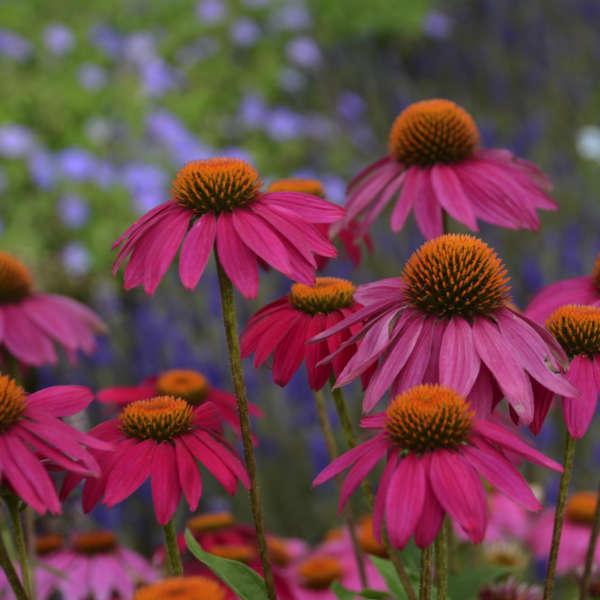 PowWow? Wild Berry Coneflower