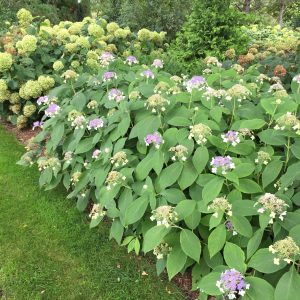 Blue Bunny? Bracted Hydrangea – DISCONTINUED