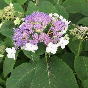 Blue Bunny? Bracted Hydrangea – DISCONTINUED