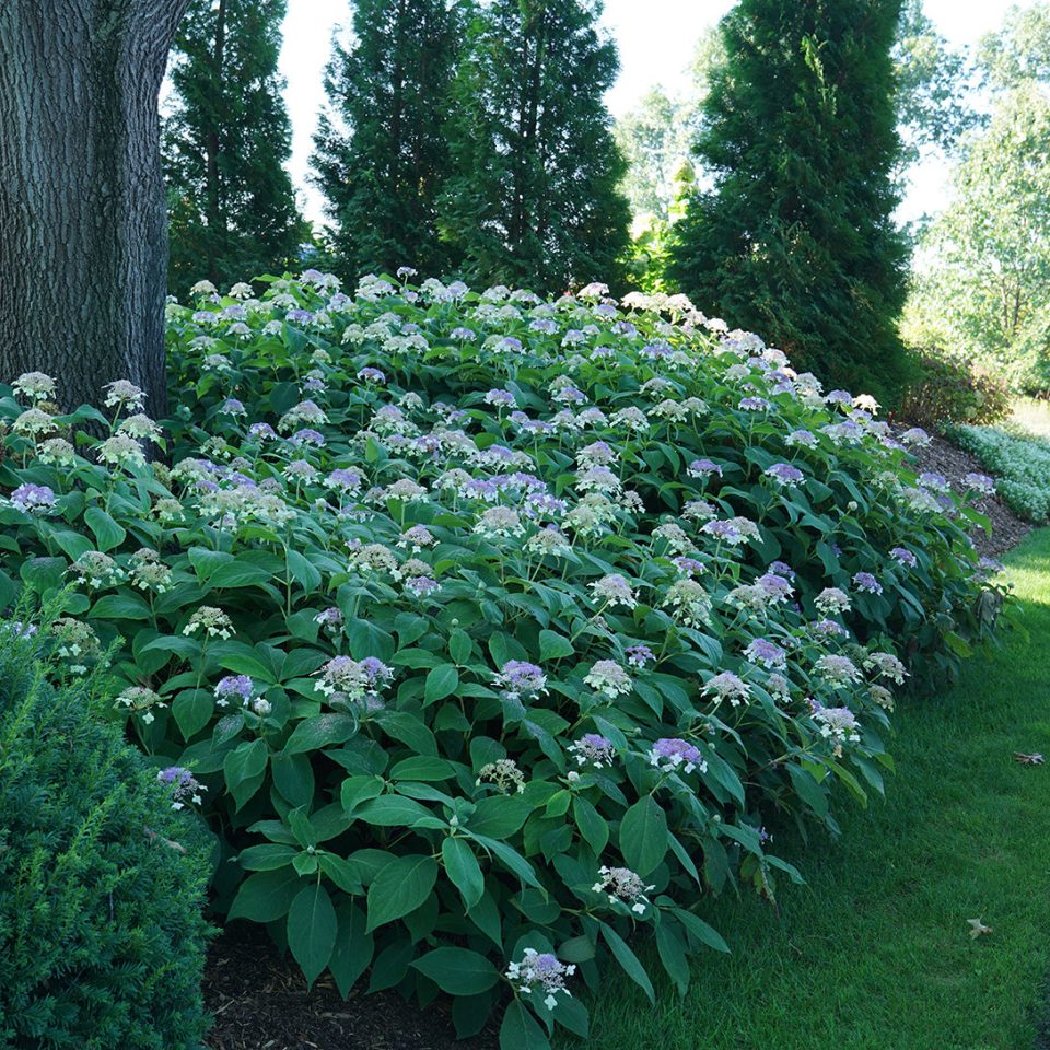 Blue Bunny? Bracted Hydrangea - DISCONTINUED