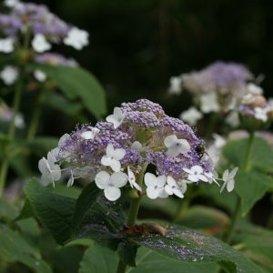 Blue Bunny? Bracted Hydrangea – DISCONTINUED