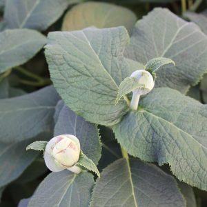 Blue Bunny? Bracted Hydrangea – DISCONTINUED